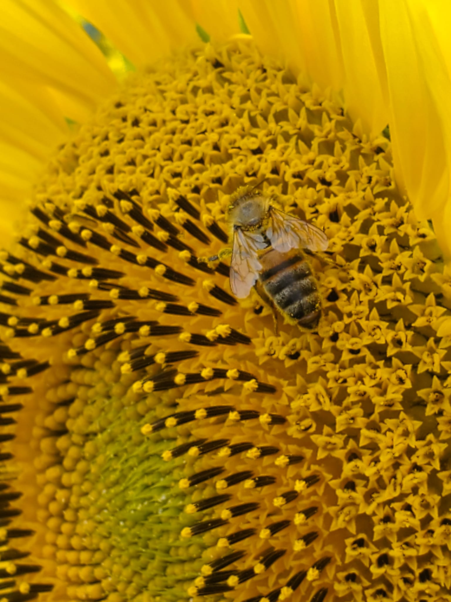 abeille qui butine un tournesol, présentant le rucher